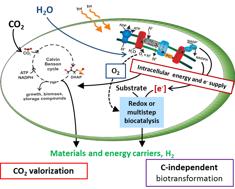 Applied Biocatalysis